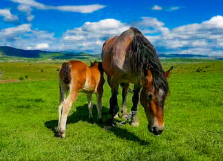 Hora Bucovinei – urcarea la munte