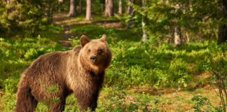 Urșii vin în fiecare noapte în curtea unui spital din județul Neamț. Prefectul trimite corpul de control: „Primarul sfidează autorităţile şi legea, tratând cu indiferenţă problema urşilor”