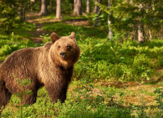 Urșii vin în fiecare noapte în curtea unui spital din județul Neamț. Prefectul trimite corpul de control: „Primarul sfidează autorităţile şi legea, tratând cu indiferenţă problema urşilor”